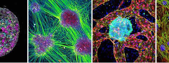 Previous winning micrographs
