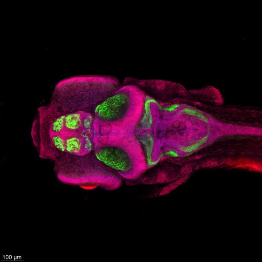Neural Architecture in Bloom